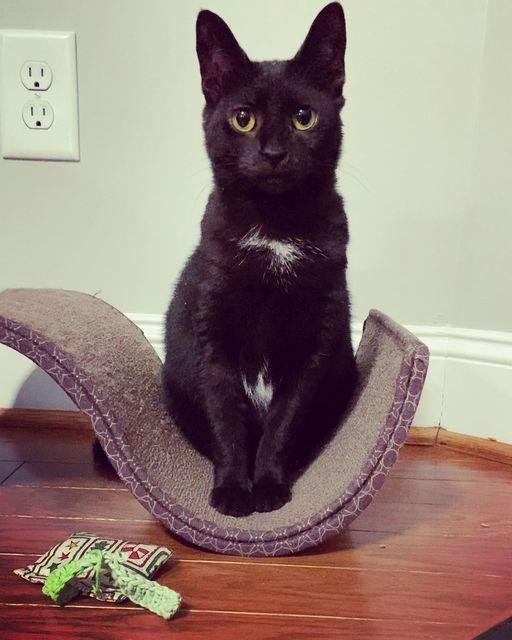 NEBULA, a Adopted Domestic Short Hair in Burlington, NC image 3/4