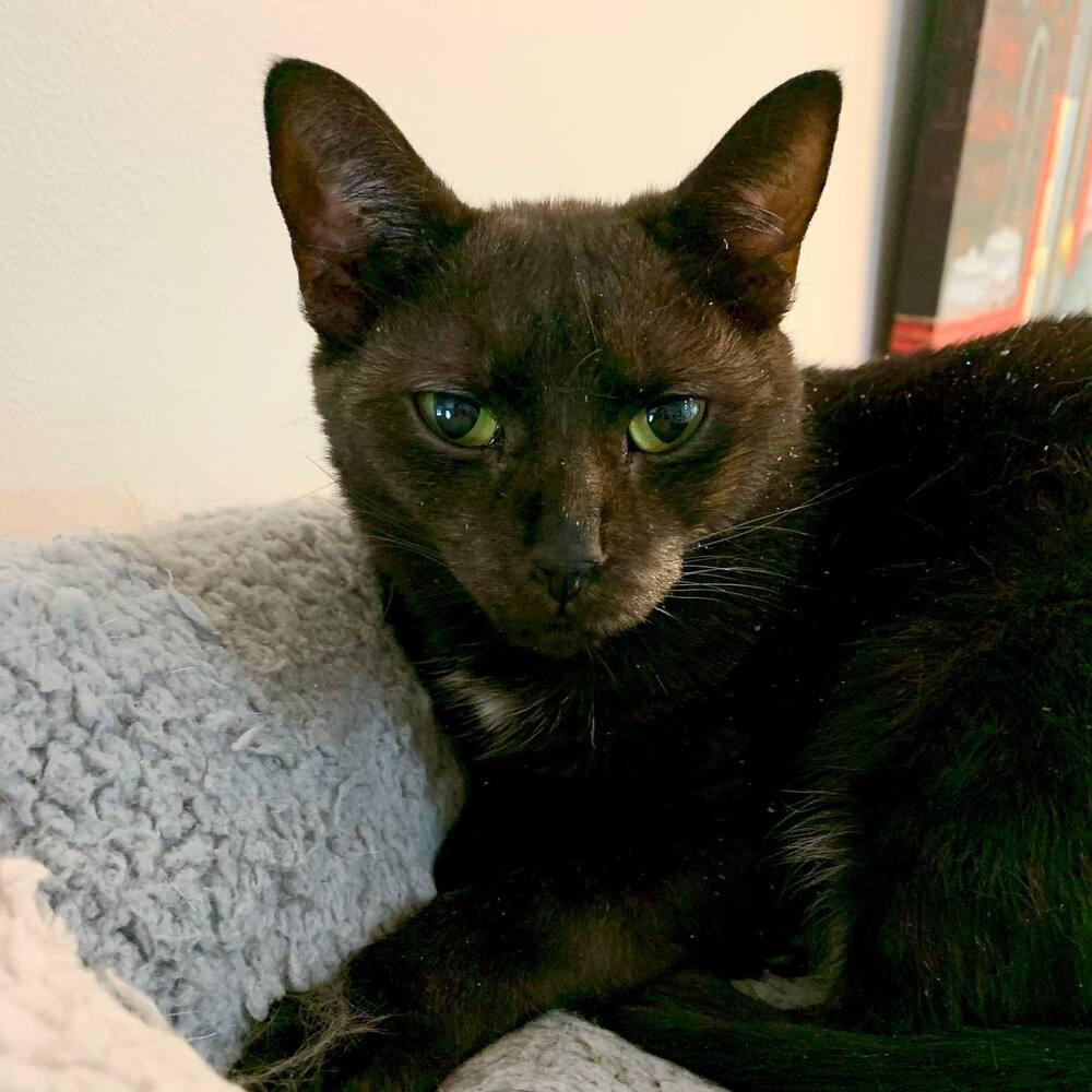 NEBULA, a Adopted Domestic Short Hair in Burlington, NC image 4/4