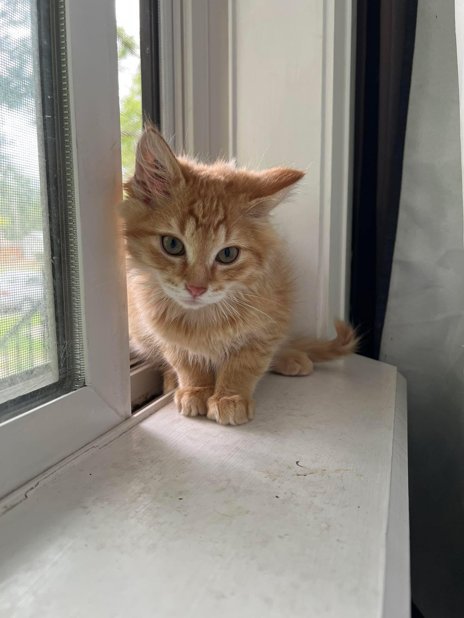 Enlarge Habanero, a Adoptable Tabby in Calgary, AB image 1/4