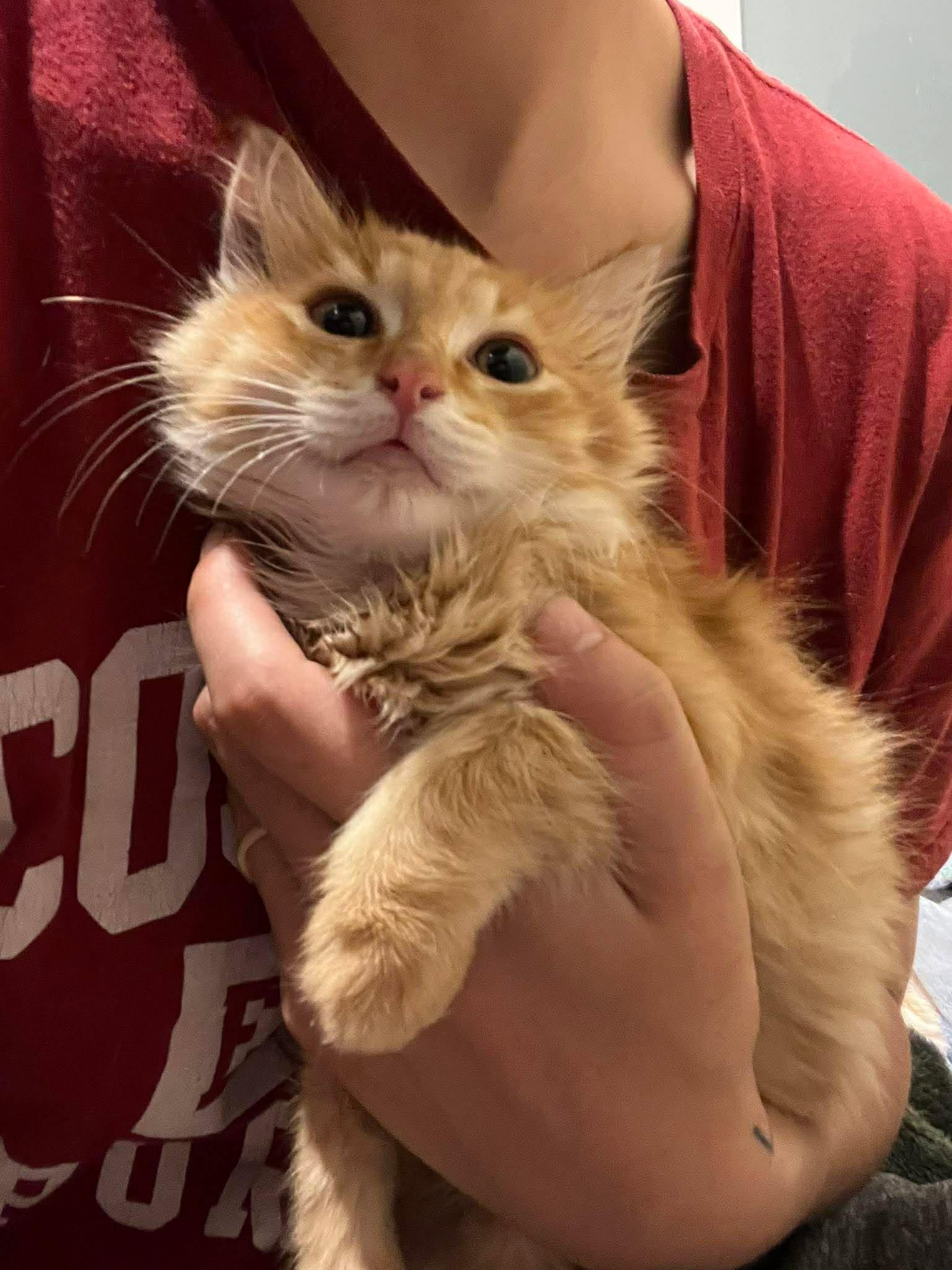 Enlarge Habanero, a Adoptable Tabby in Calgary, AB image 2/4