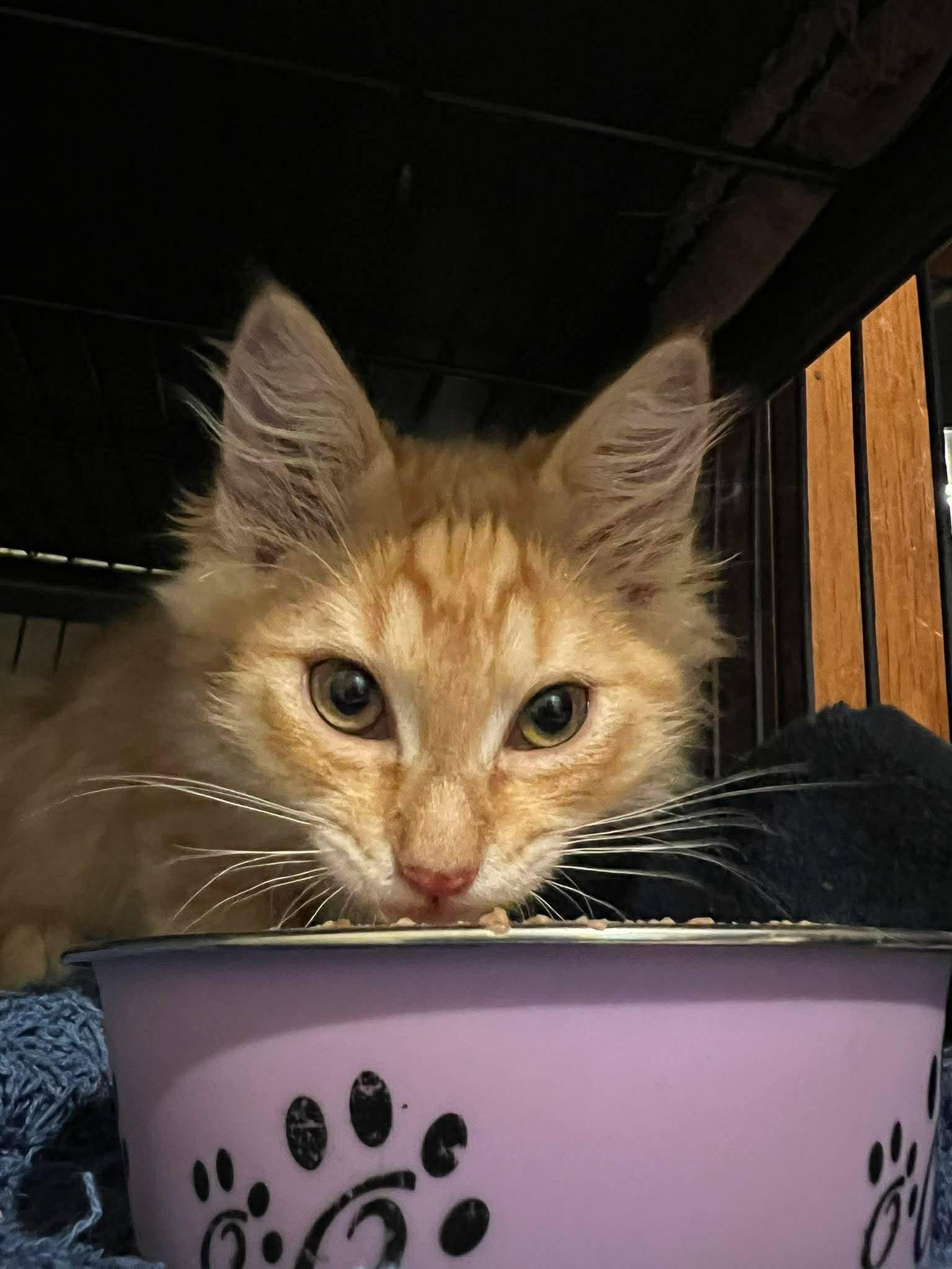 Enlarge Habanero, a Adoptable Tabby in Calgary, AB image 3/4
