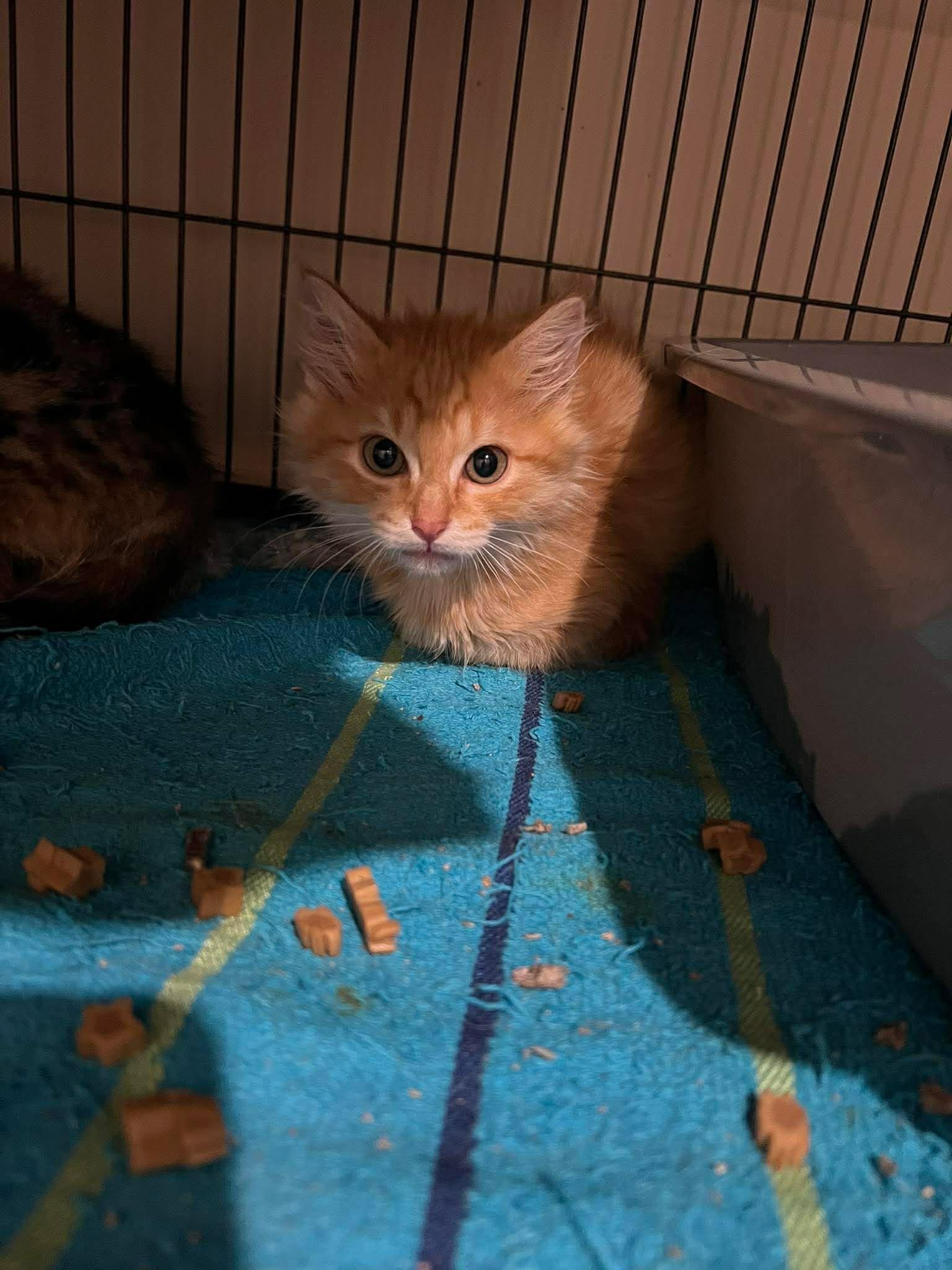Enlarge Habanero, a Adoptable Tabby in Calgary, AB image 4/4
