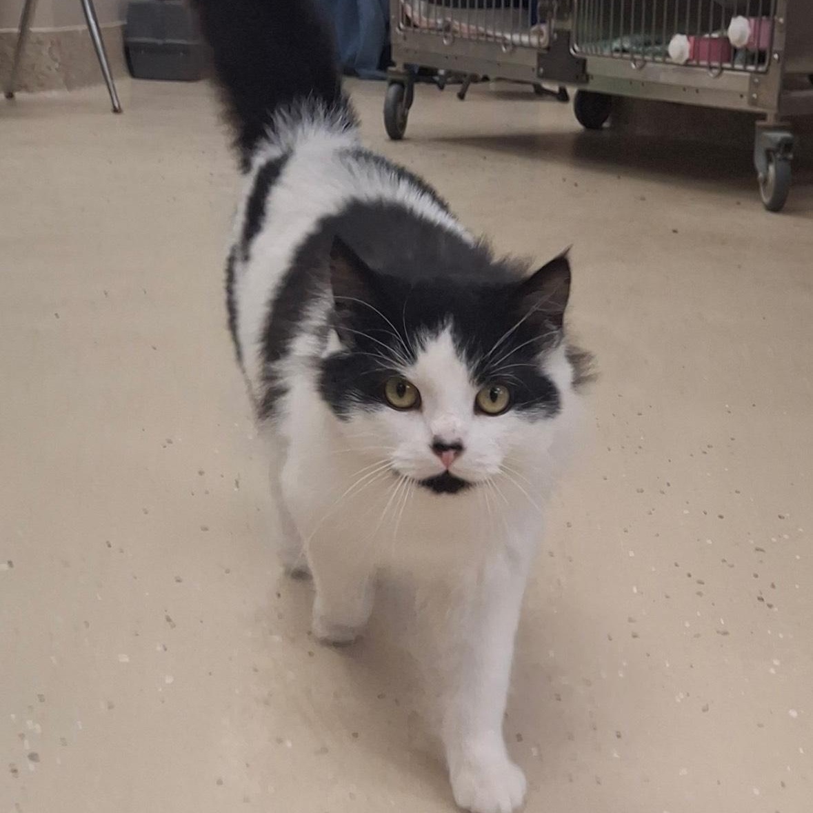 Ajax, ADOPTABLE, Adult Male Domestic Long Hair.