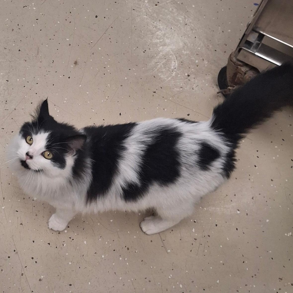 Ajax, a ADOPTABLE mixed breed in Little Falls, MN image 2/2