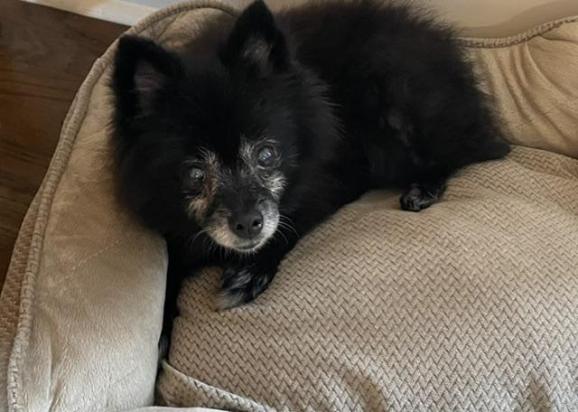 Enlarge Jasmine Pom, a Adoptable Pomeranian in Memphis, TN image 2/4