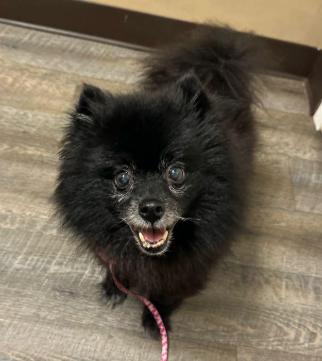 Jasmine Pom, Adoptable, Senior Female Pomeranian.