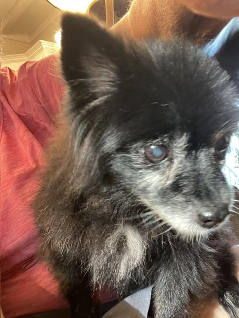 Enlarge Jasmine Pom, a Adoptable Pomeranian in Memphis, TN image 4/4