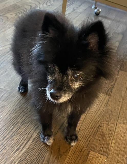 Enlarge Jasmine Pom, a Adoptable Pomeranian in Memphis, TN image 3/4