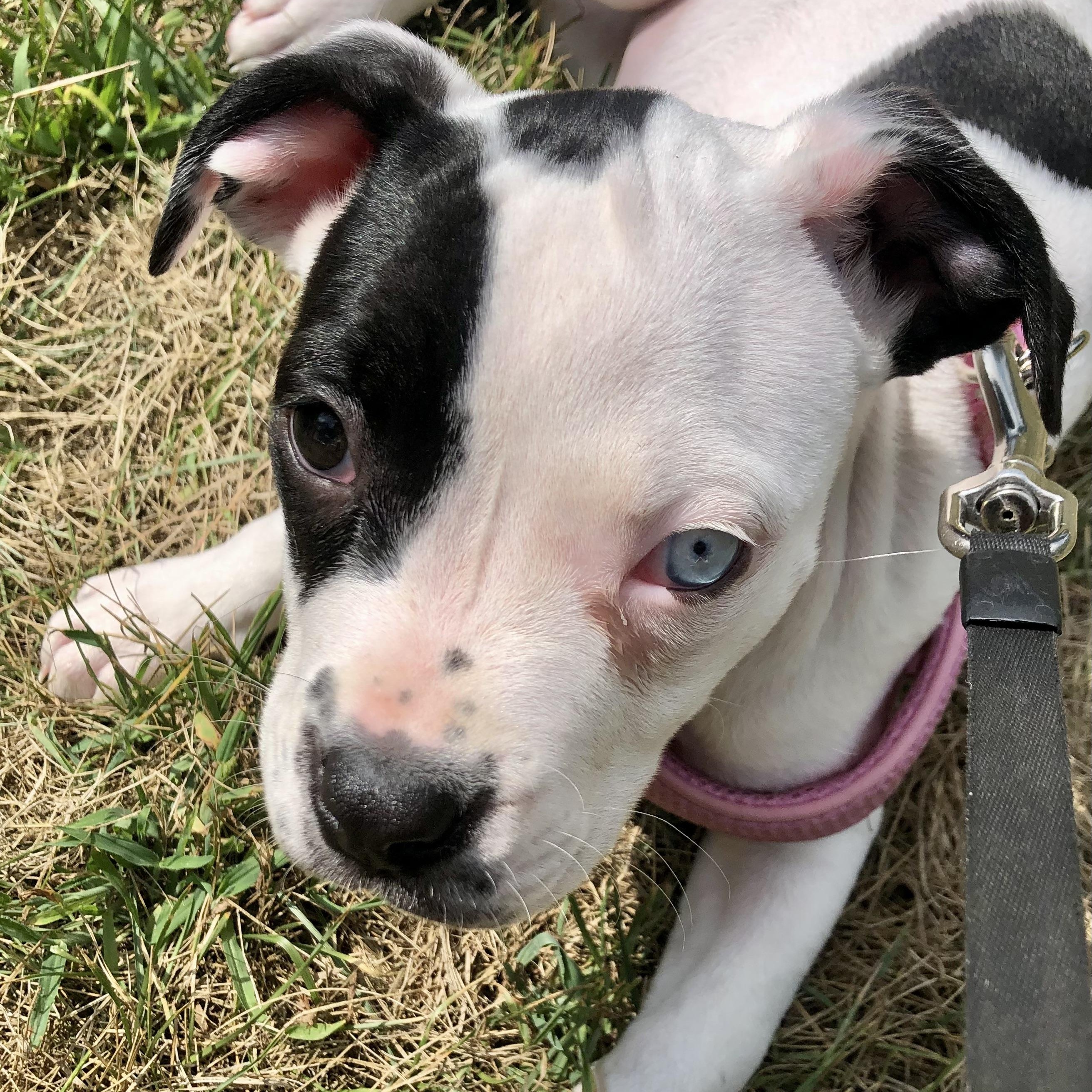 Sprinkler, adopted, Puppy Female Pit Bull Terrier & American Bulldog.