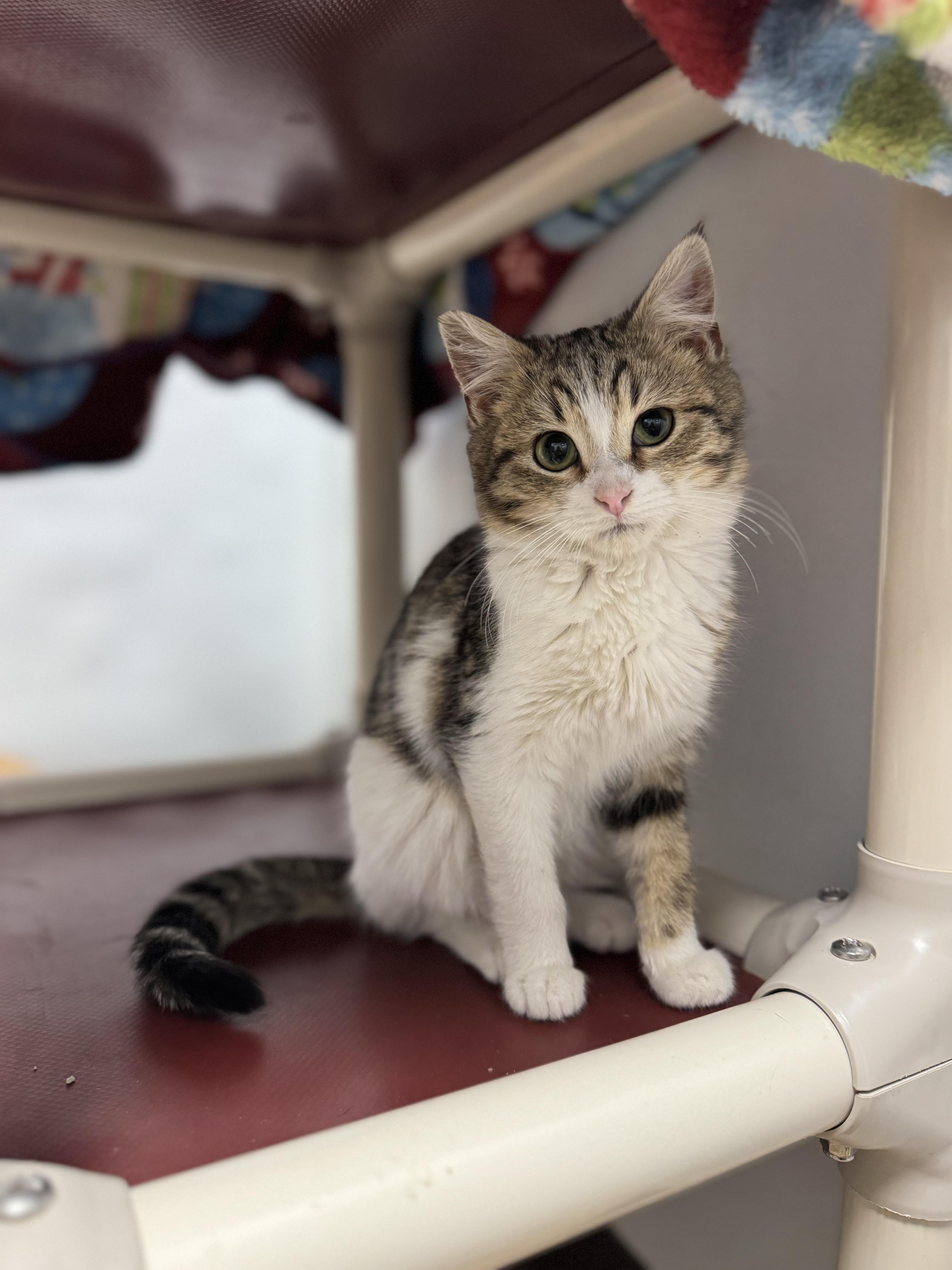 Pollux, ADOPTABLE, Young Male Domestic Short Hair.