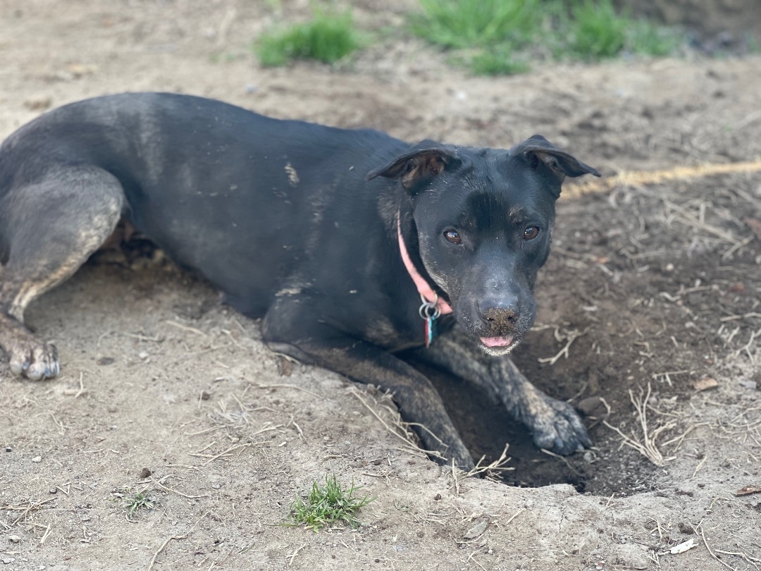 Harley, a Adopted mixed breed in POCOMOKE CITY, MD image 1/12
