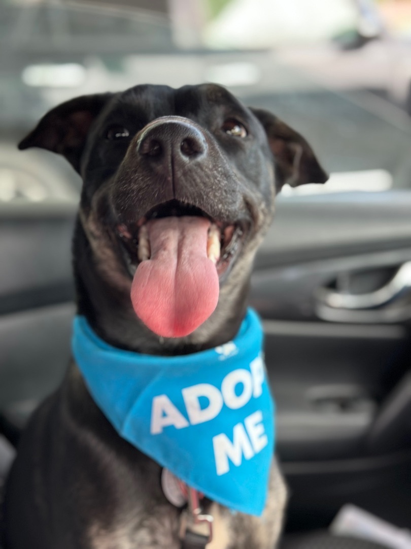 Harley, a Adopted mixed breed in POCOMOKE CITY, MD image 2/12