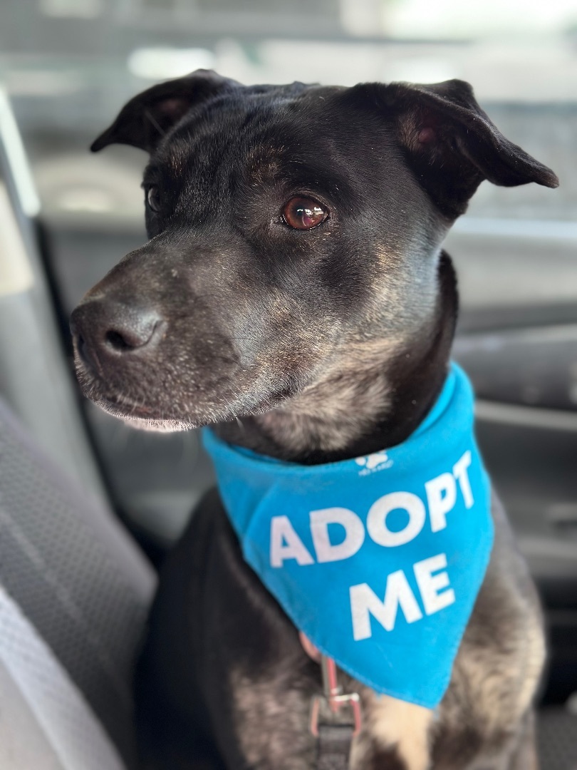 Harley, a Adopted mixed breed in POCOMOKE CITY, MD image 3/12