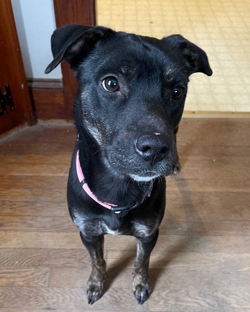 Harley, a Adopted mixed breed in POCOMOKE CITY, MD image 4/12