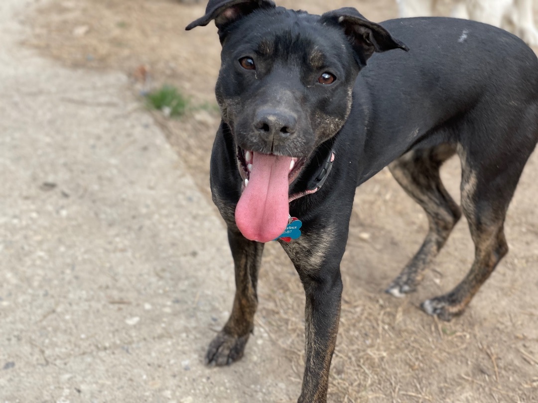 Harley, a Adopted mixed breed in POCOMOKE CITY, MD image 5/12