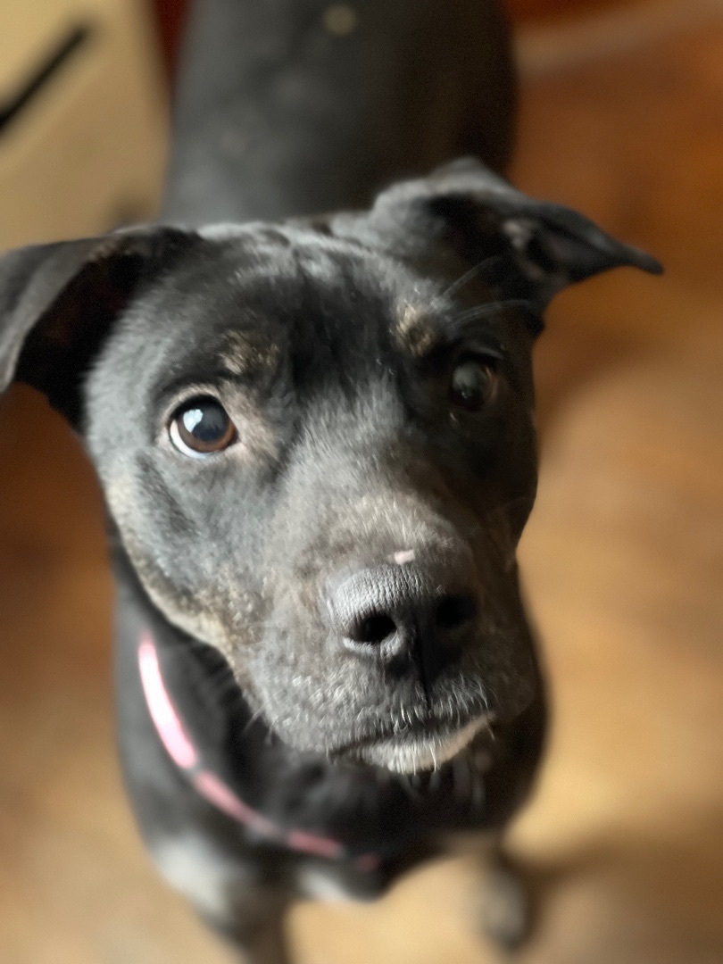 Harley, a Adopted mixed breed in POCOMOKE CITY, MD image 6/12
