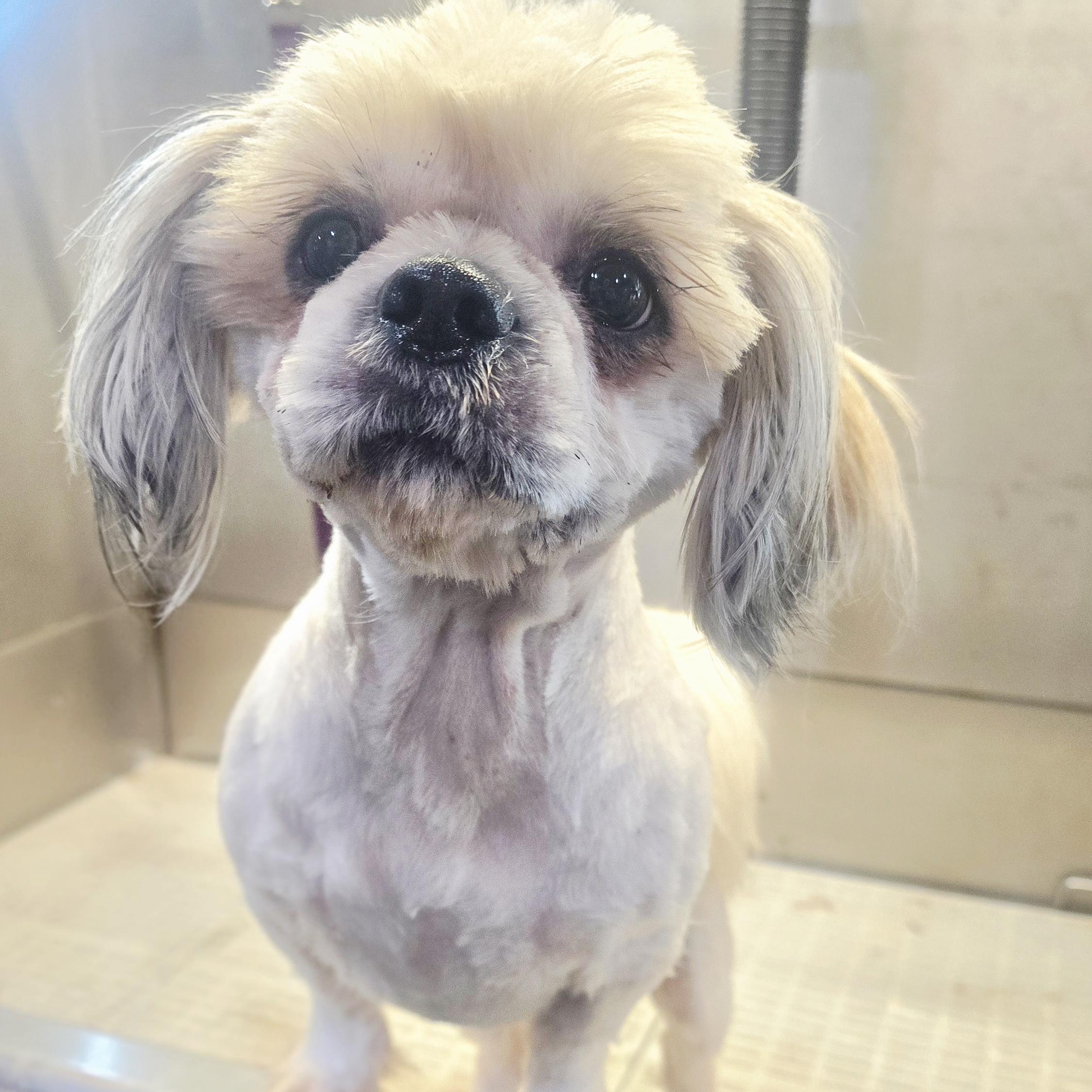 Fifa, adopted, Young Male Shih Tzu.
