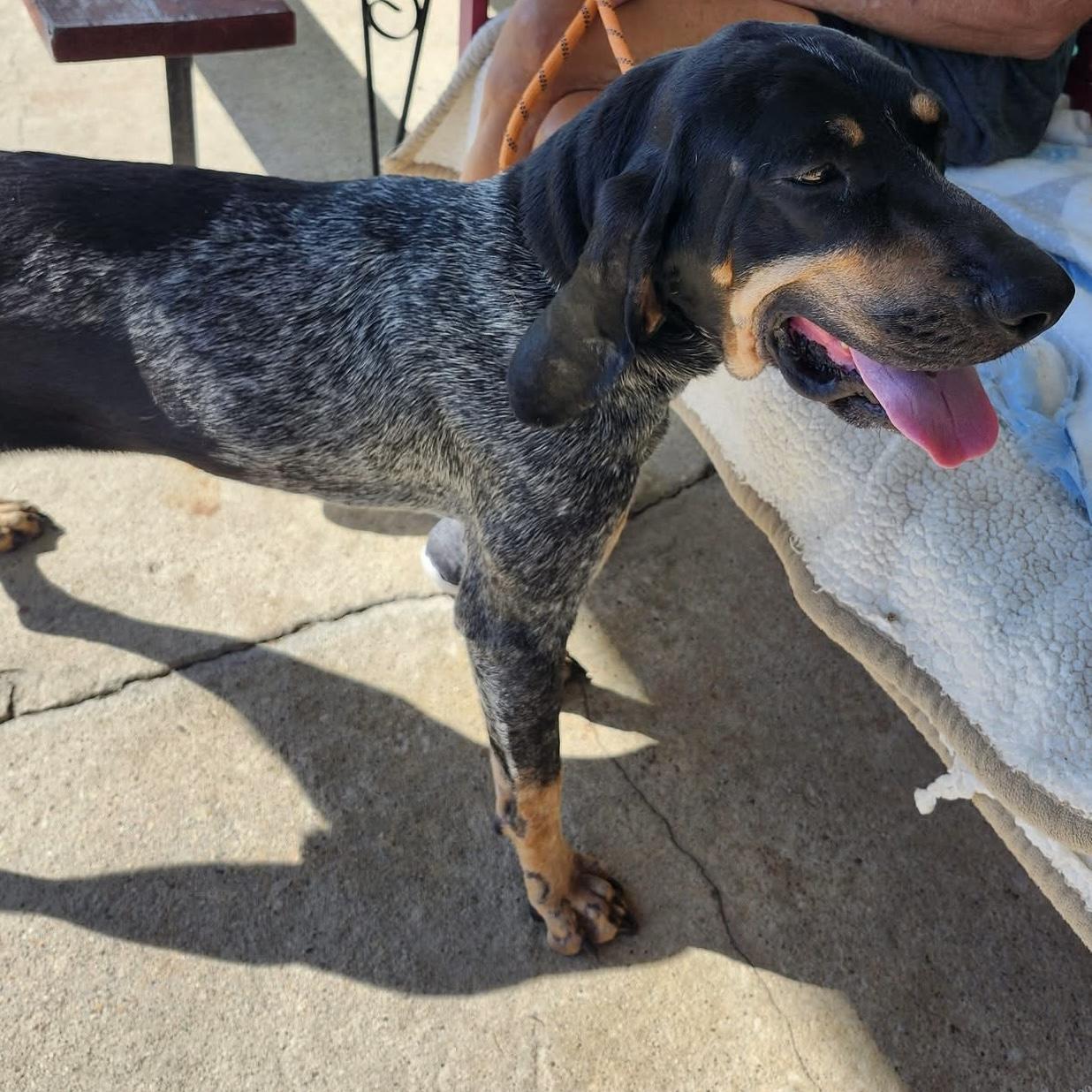 Enlarge Willow, a Adoptable Bluetick Coonhound in Trenton, MO image 1/2