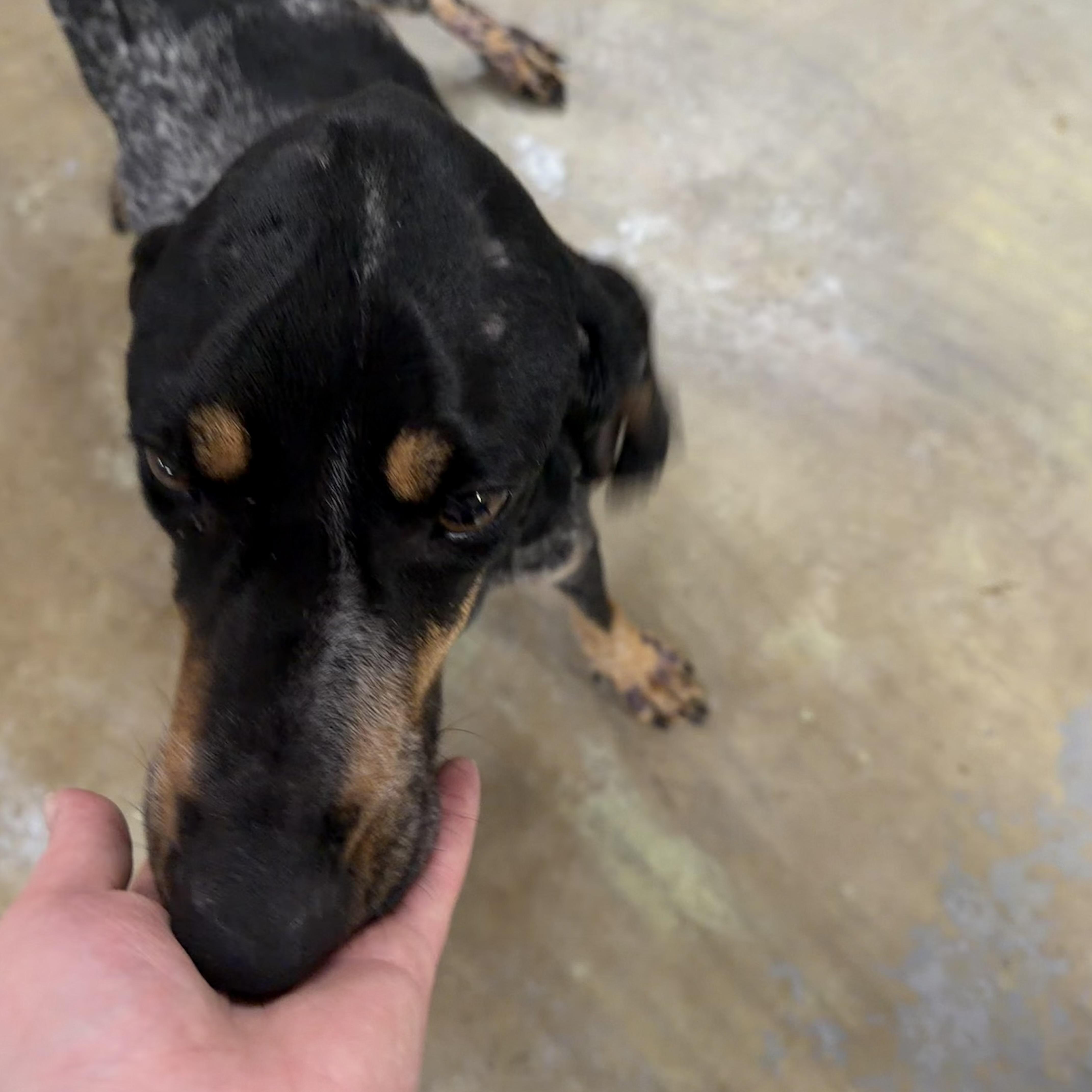 Enlarge Willow, a Adoptable Bluetick Coonhound in Trenton, MO image 2/2