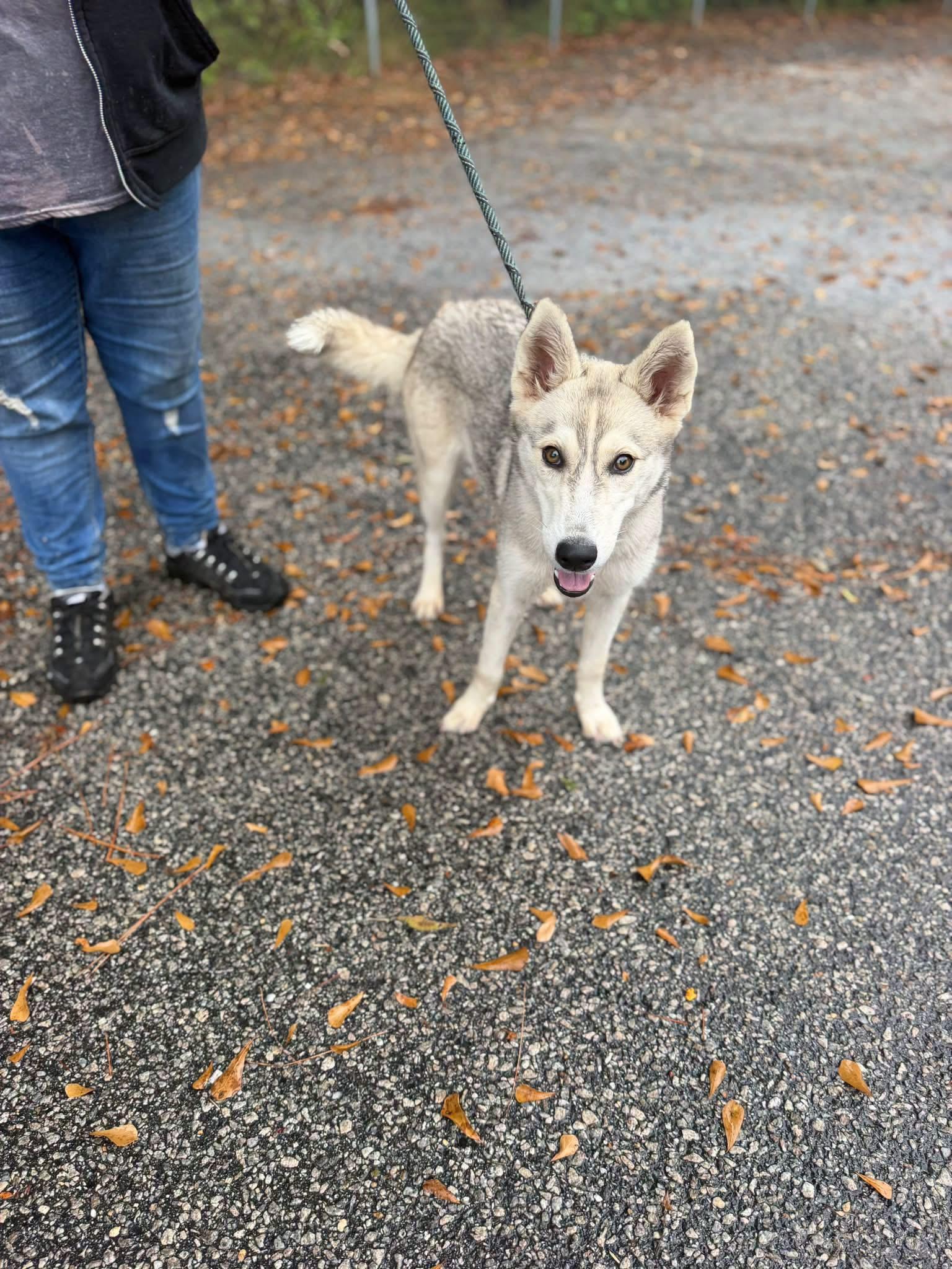 Enlarge Bling, a Adopted mixed breed in Elizabethtown, NC image 1/1