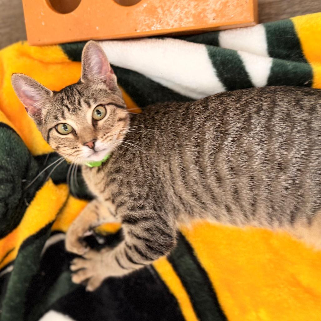 Enlarge Dionne, a Adoptable Domestic Short Hair in Green Bay, WI image 1/6