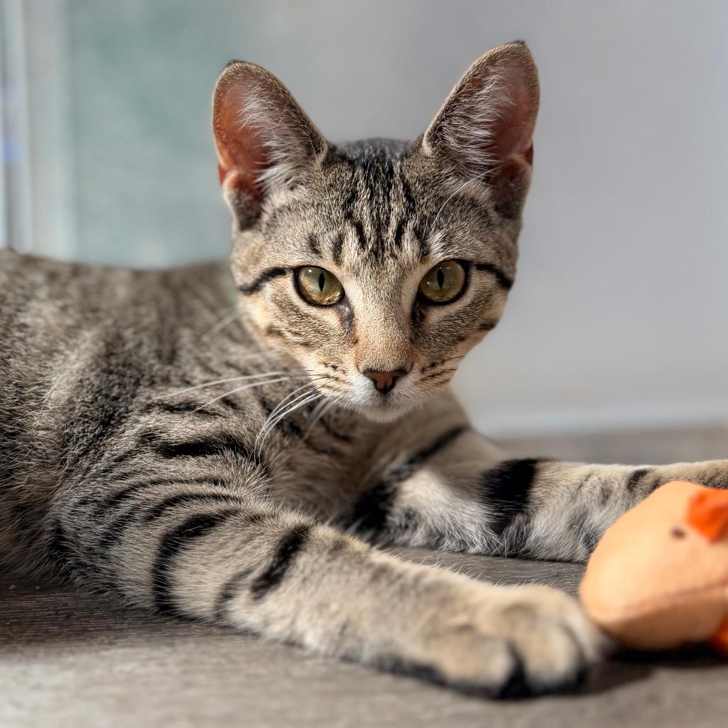 Enlarge Dionne, a Adoptable Domestic Short Hair in Green Bay, WI image 2/6