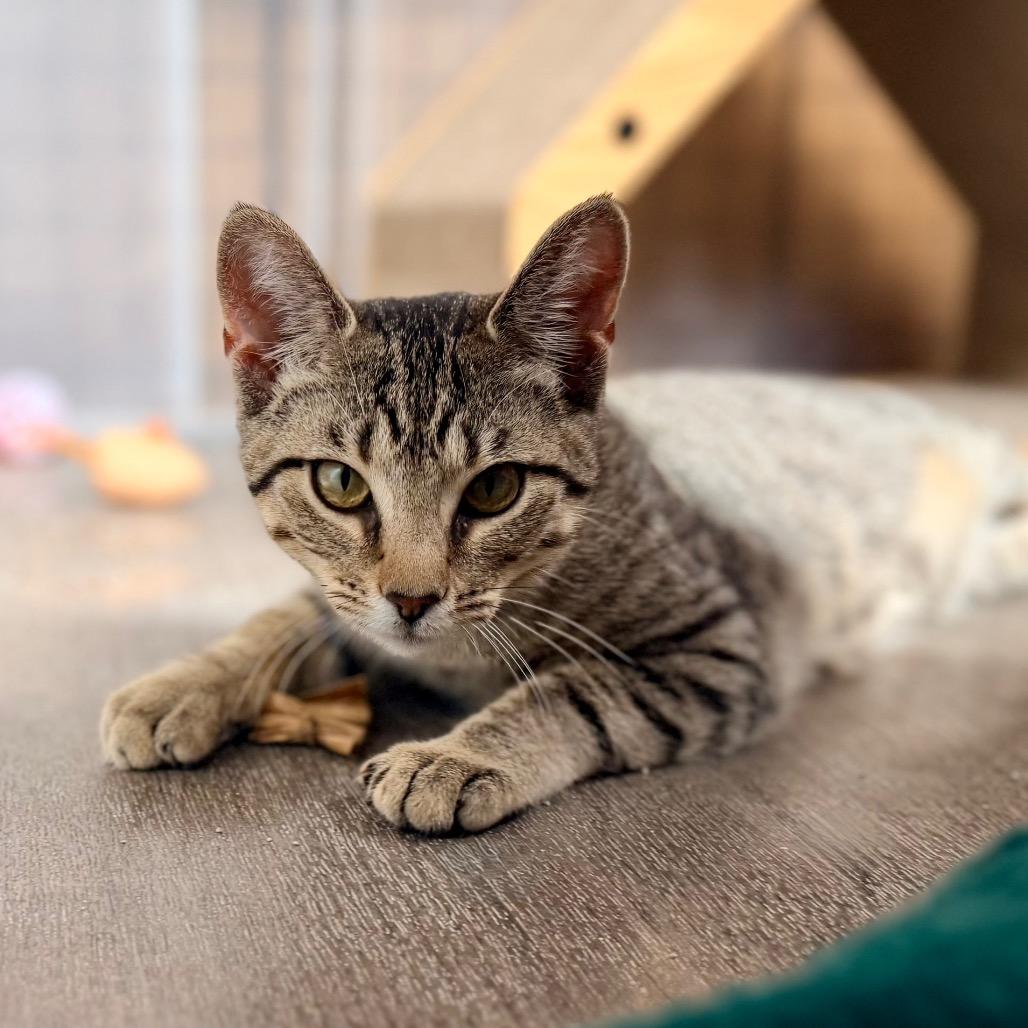 Enlarge Dionne, a Adoptable Domestic Short Hair in Green Bay, WI image 3/6