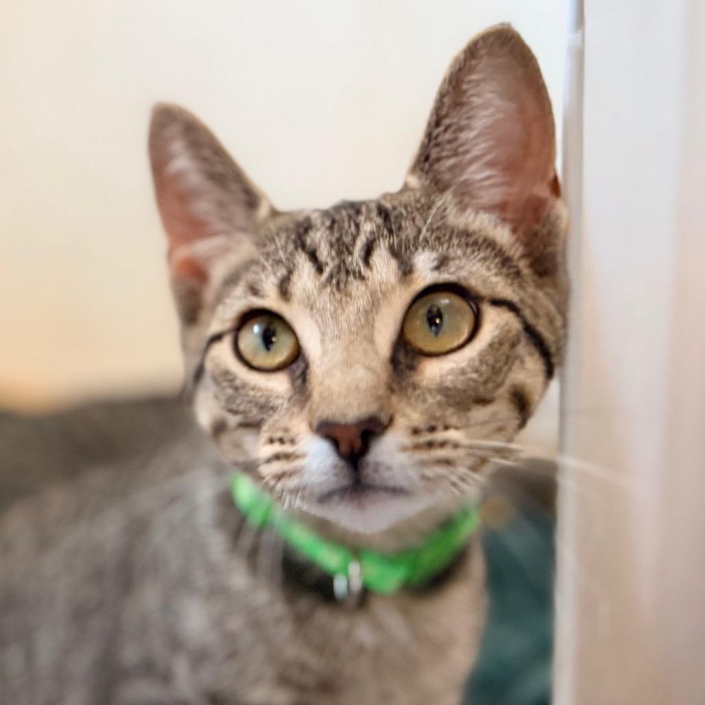 Enlarge Dionne, a Adoptable Domestic Short Hair in Green Bay, WI image 4/6
