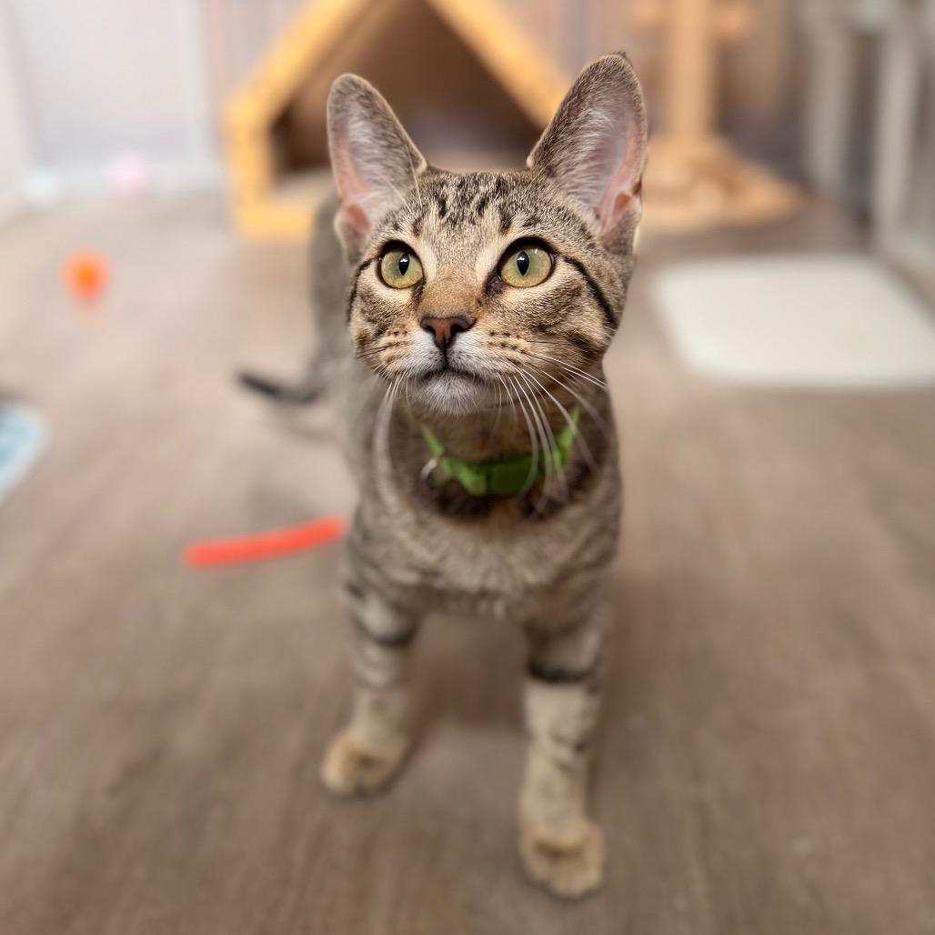 Enlarge Dionne, a Adoptable Domestic Short Hair in Green Bay, WI image 5/6