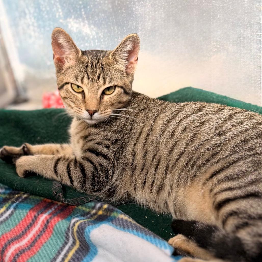 Enlarge Dionne, a Adoptable Domestic Short Hair in Green Bay, WI image 6/6