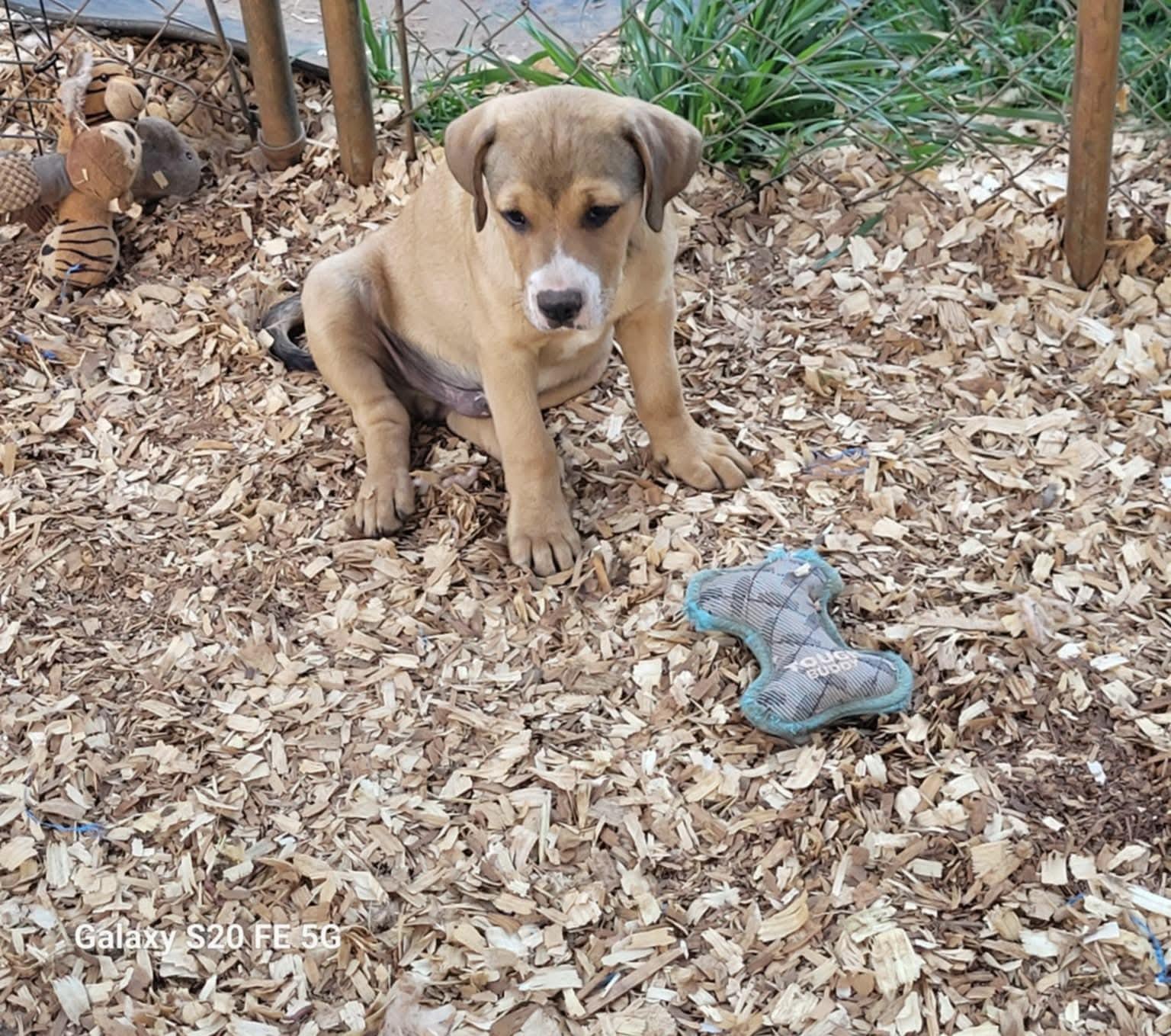 Enlarge Palmer, a ADOPTABLE mixed breed in Hillsdale, NY image 2/2