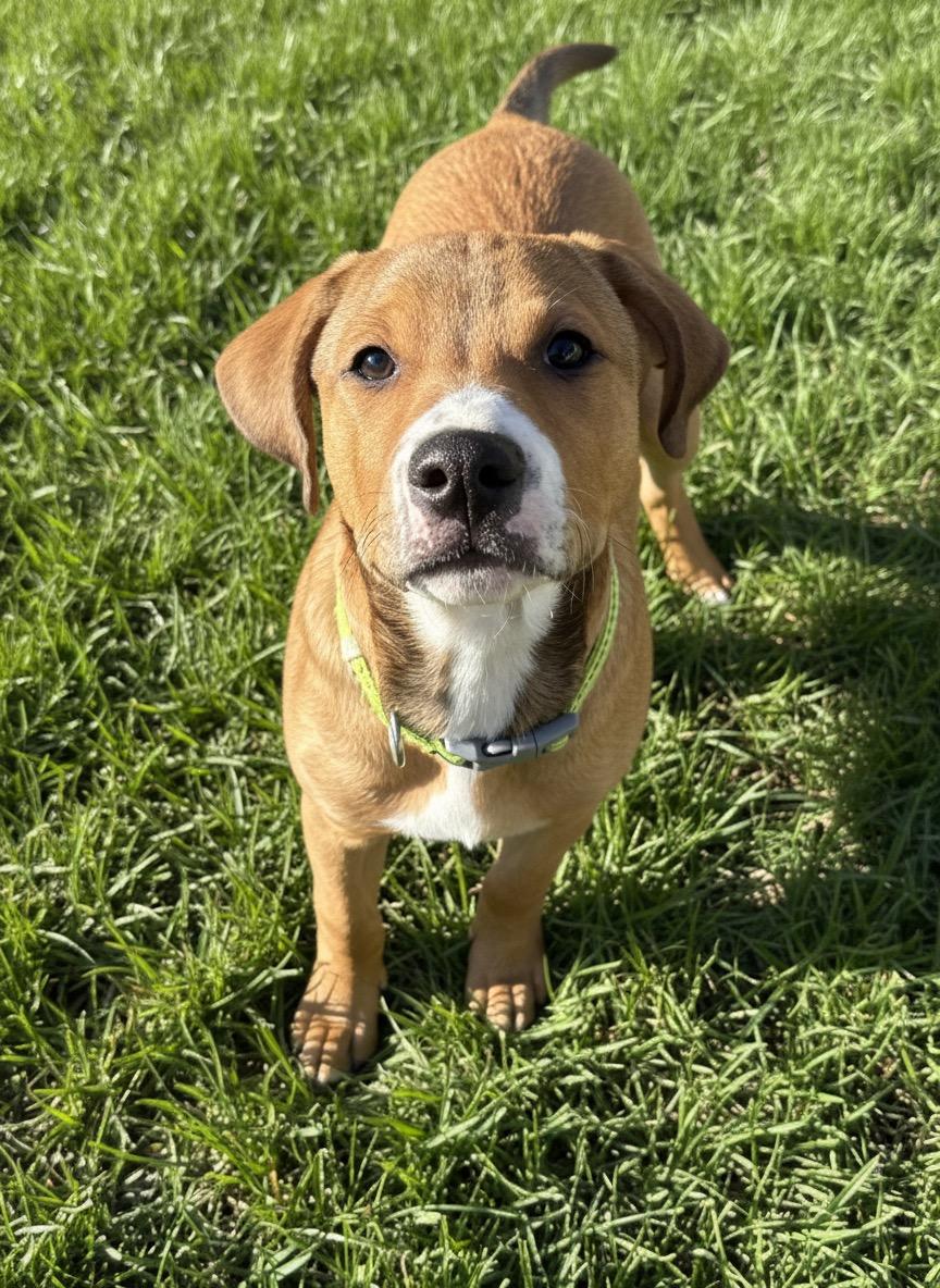 Palmer, a ADOPTABLE mixed breed in Salisbury Mills, NY image 3/5
