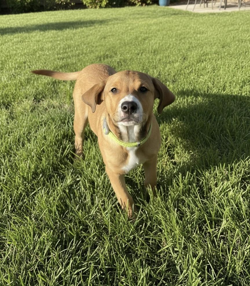 Palmer, a ADOPTABLE mixed breed in Salisbury Mills, NY image 1/5