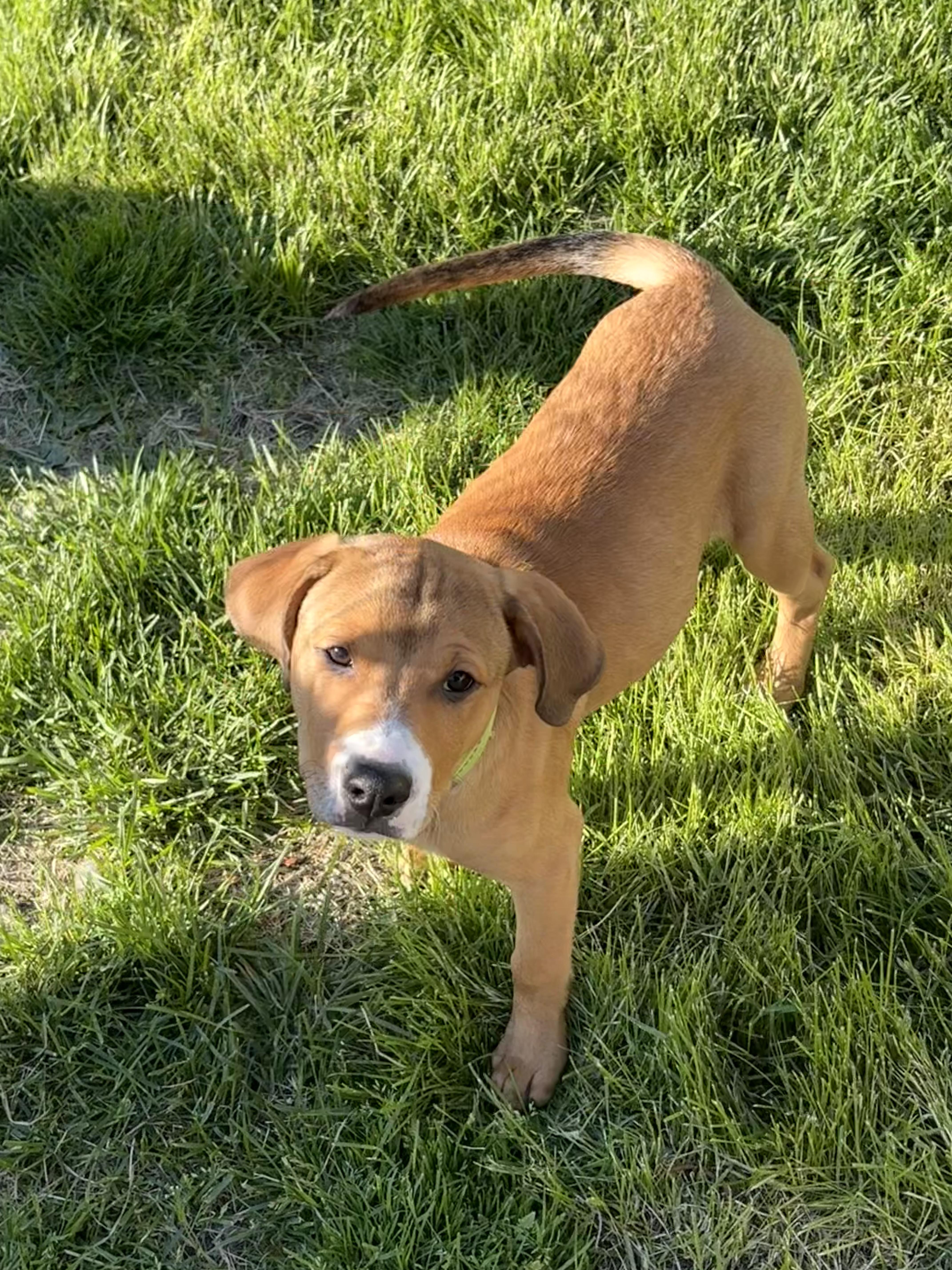 Palmer, a ADOPTABLE mixed breed in Salisbury Mills, NY image 4/5