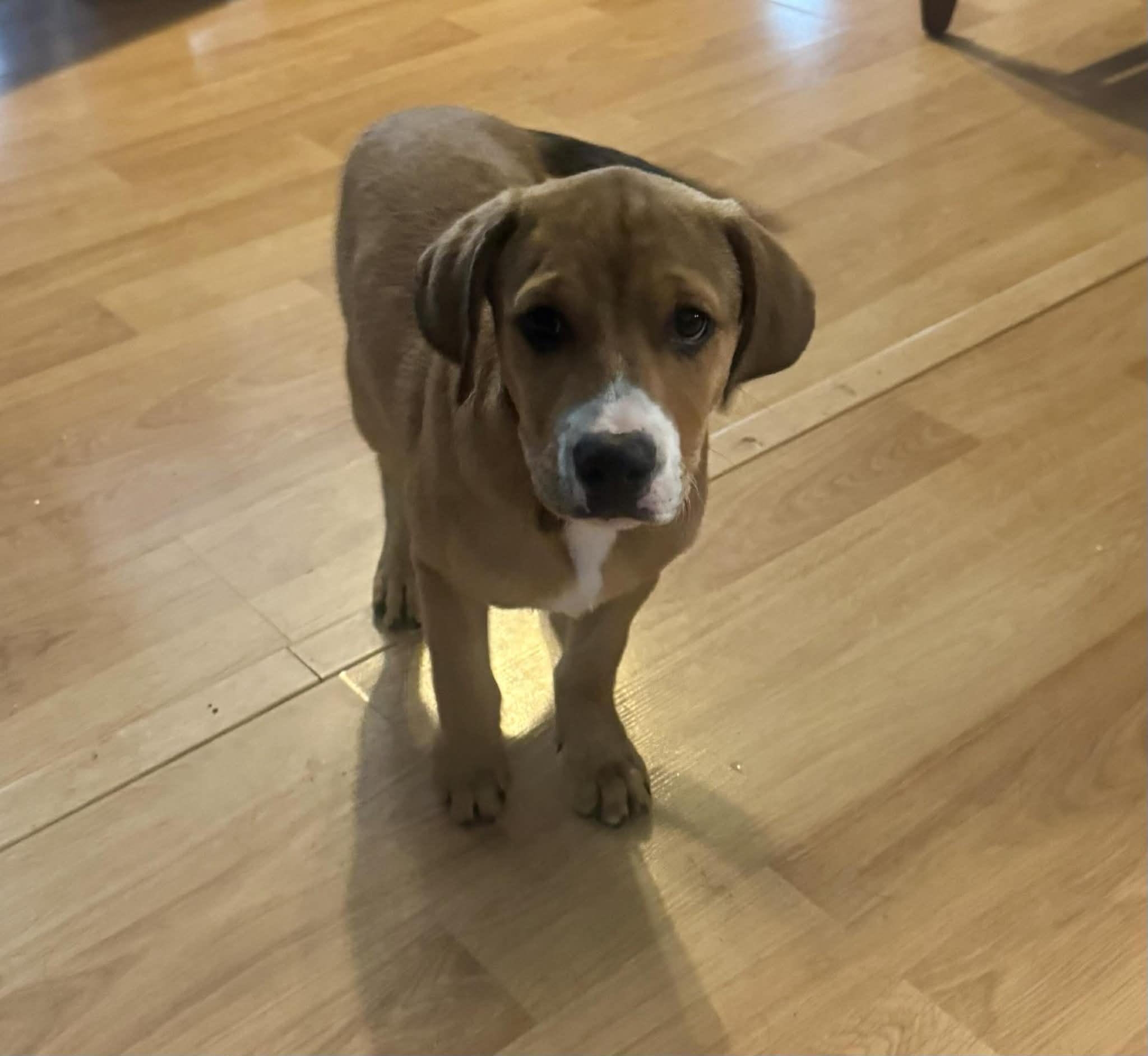 Enlarge Palmer, a ADOPTABLE mixed breed in Hillsdale, NY image 1/2