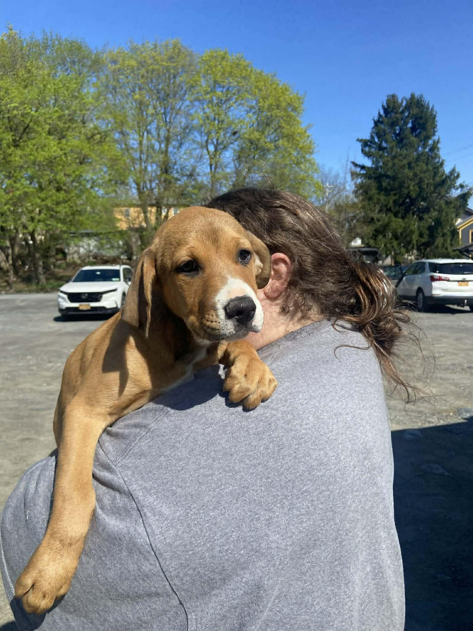 Palmer, ADOPTABLE, Puppy Male American Bulldog.