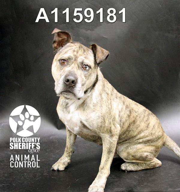 BOONE, Adoptable, Adult Male American Bulldog & Catahoula Leopard Dog.