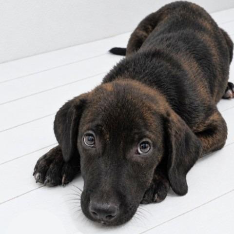 Enlarge DIRK, a Adoptable mixed breed in Berlin, NJ image 1/1