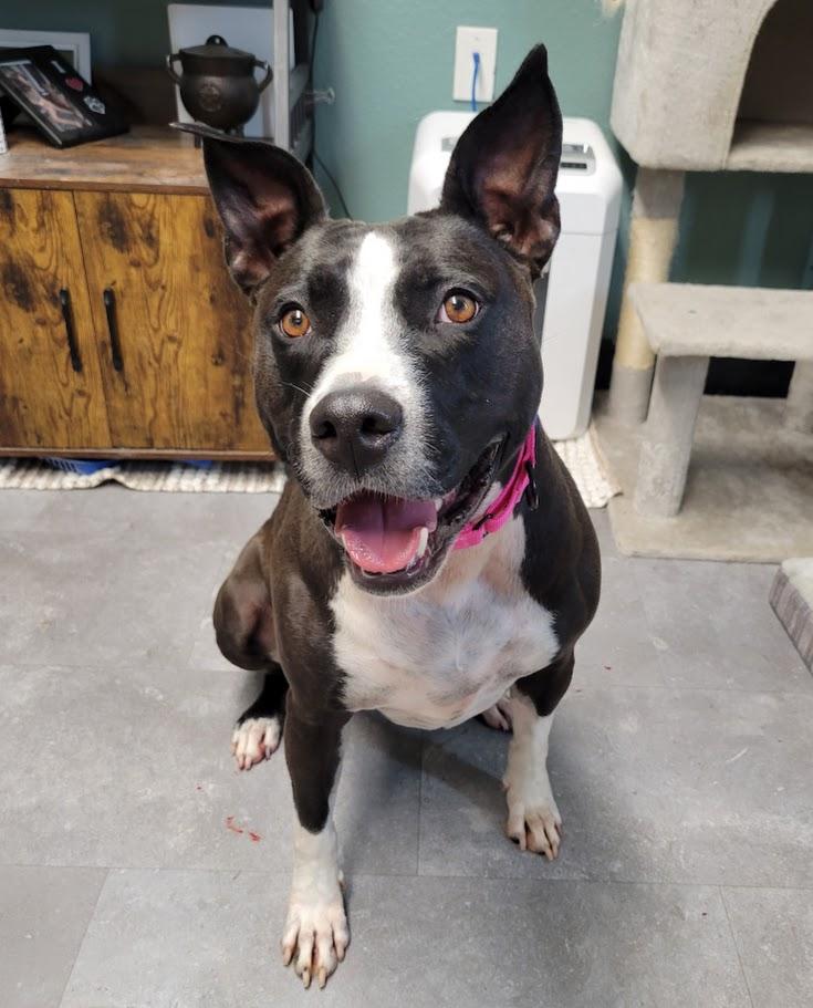 Katari, a ADOPTABLE mixed breed in Lisbon, OH image 2/3