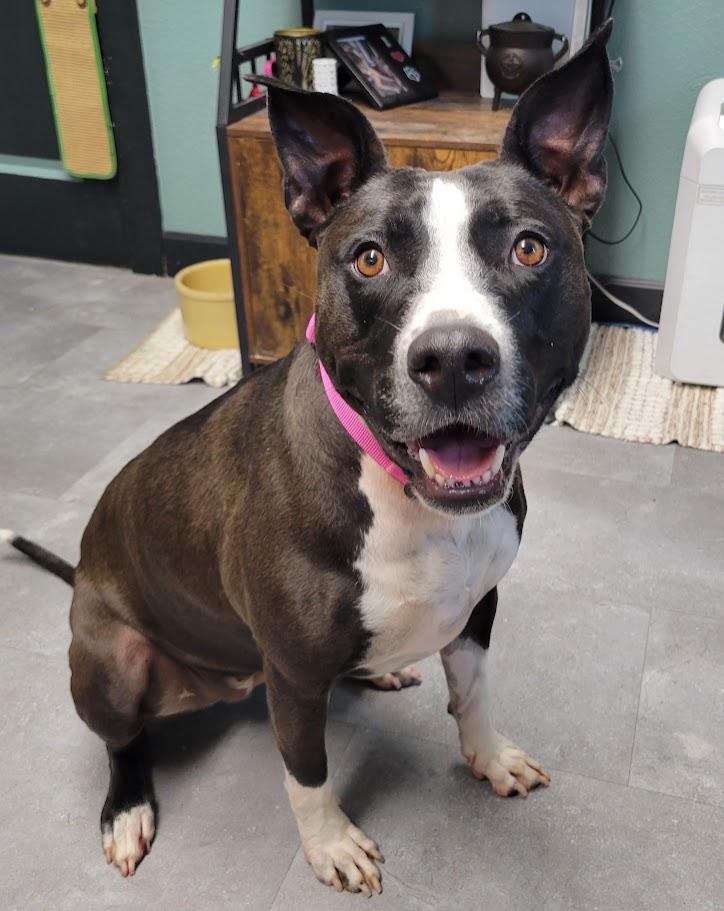 Katari, a ADOPTABLE mixed breed in Lisbon, OH image 3/3