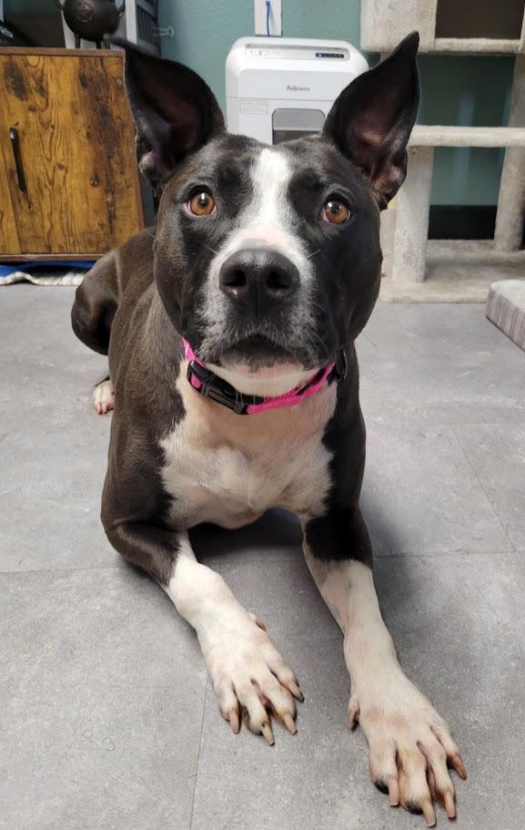Katari, ADOPTABLE, Young Female American Staffordshire Terrier.
