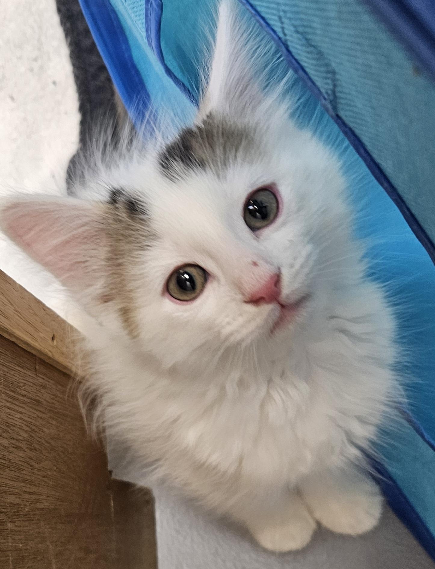 Enlarge Artemis, a Adoptable mixed breed in Washburn, WI image 1/2