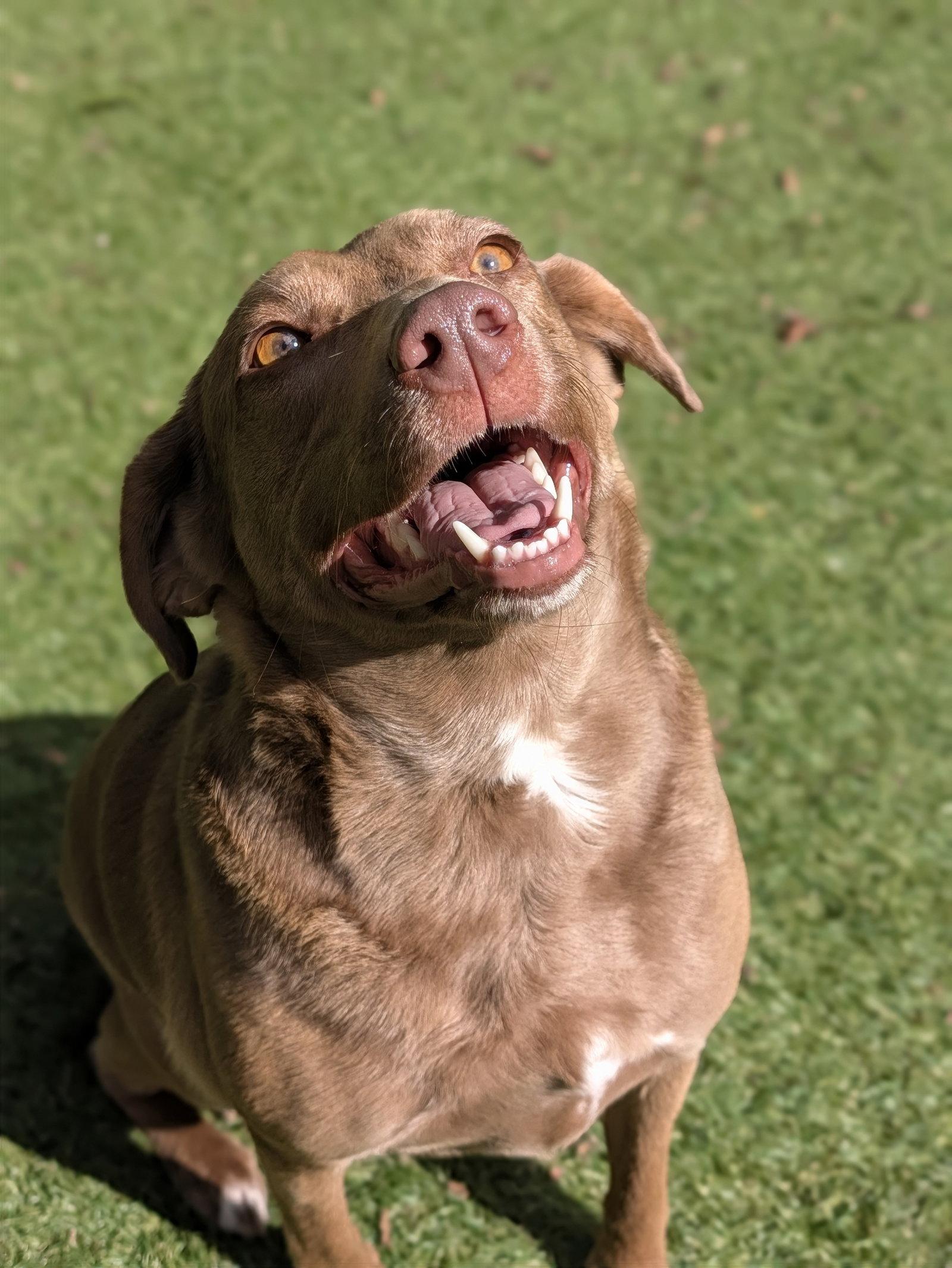 Karmin, Adoptable, Young Female Mixed Breed.