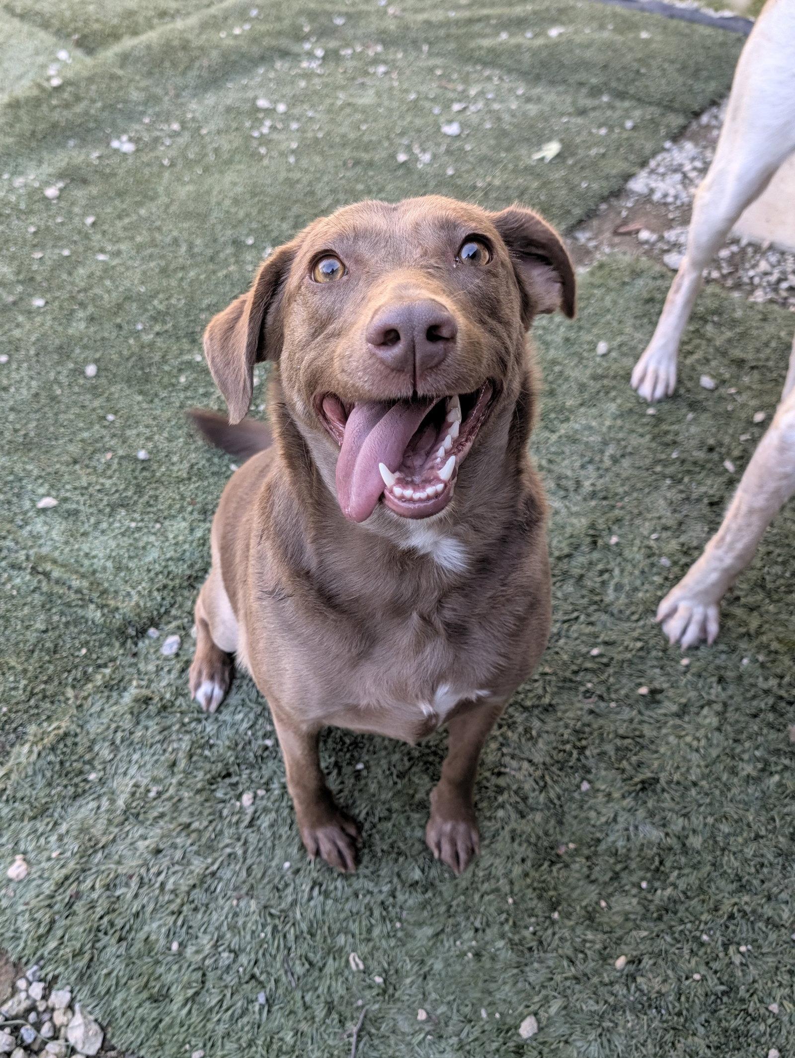 Enlarge Karmin, a Adoptable Mixed Breed in Calhoun, GA image 2/3