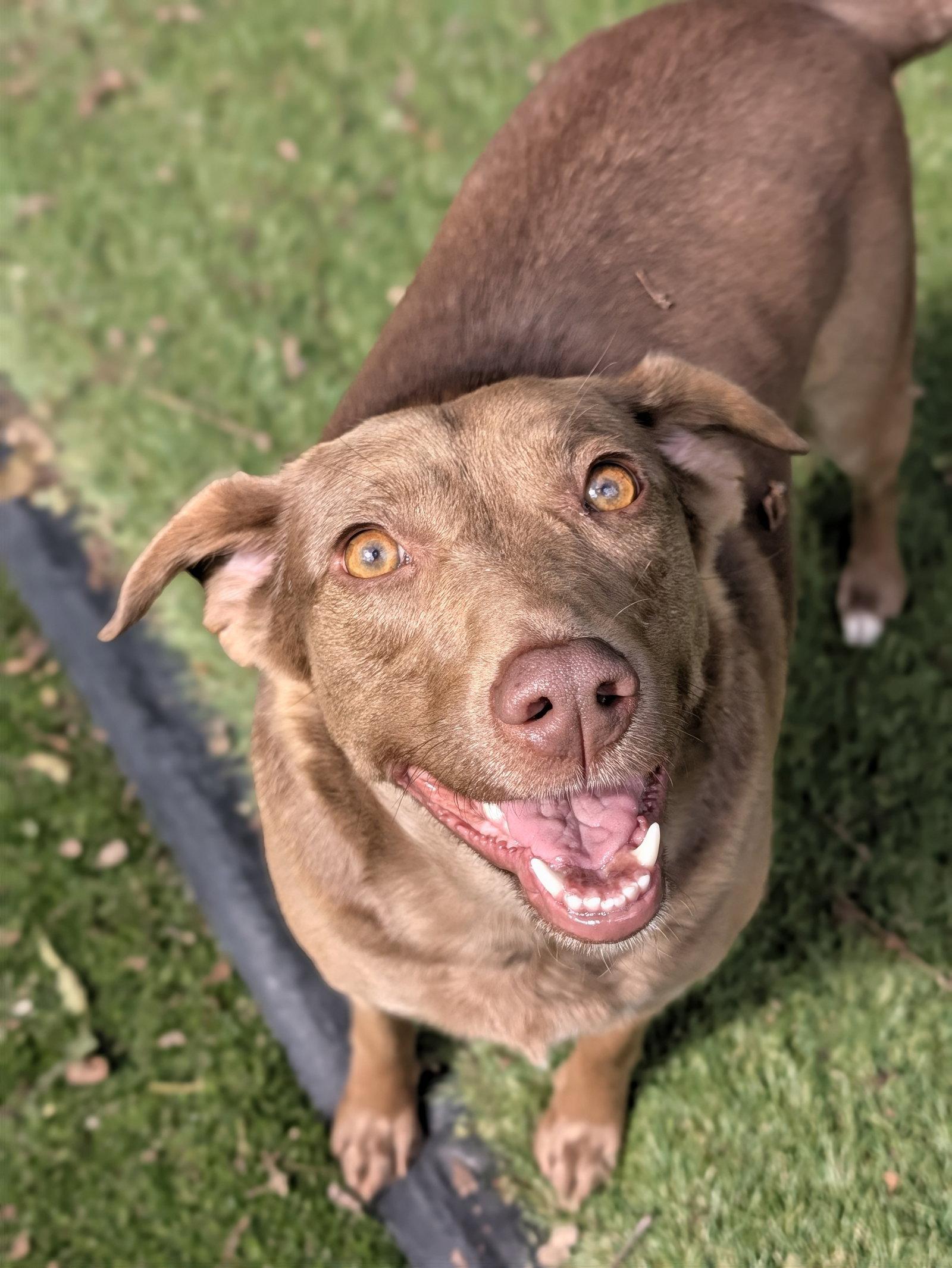 Enlarge Karmin, a Adoptable Mixed Breed in Calhoun, GA image 3/3