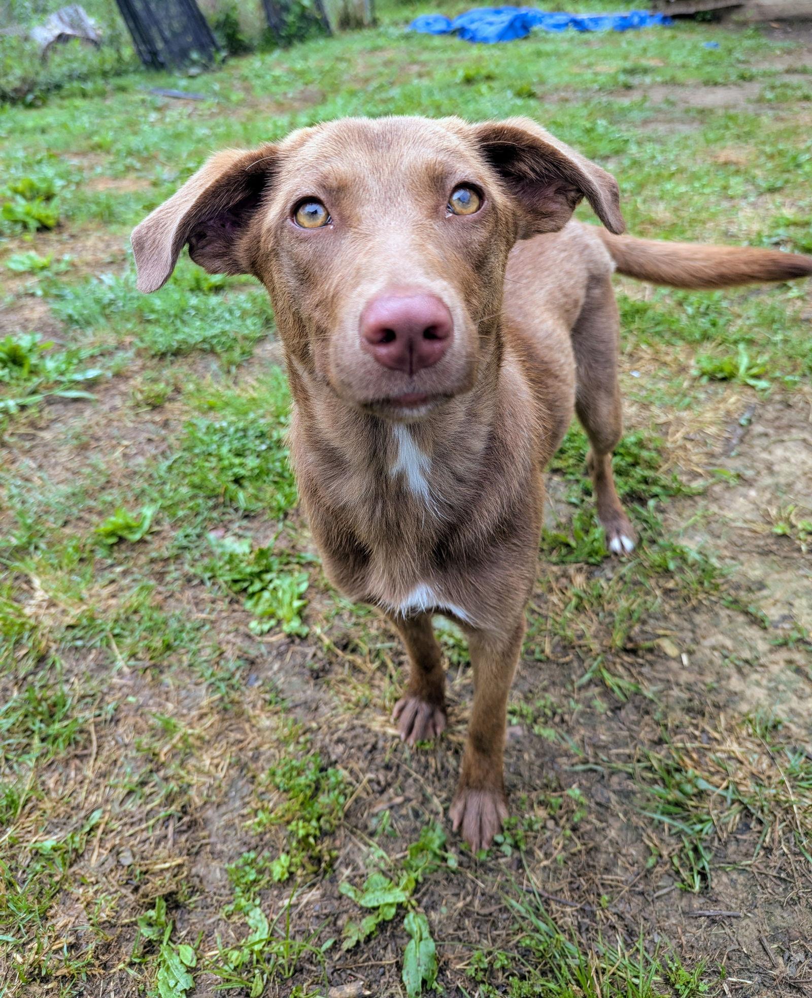 Karmin, Adoptable, Young Female Mixed Breed.