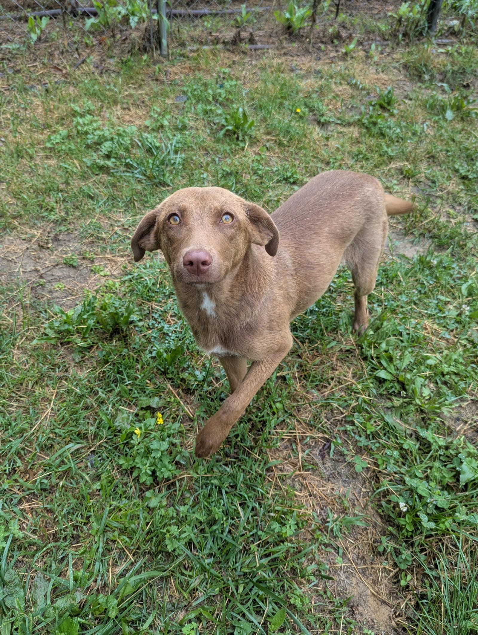 Karmin, Adoptable, Young Female Mixed Breed.