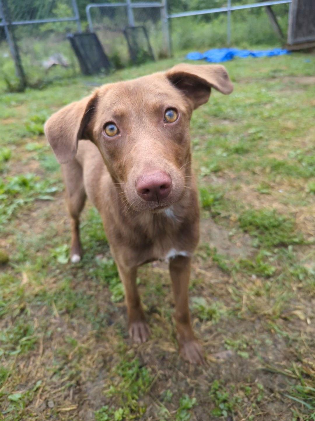 Karmin, a Adoptable Mixed Breed in Calhoun, GA image 3/3