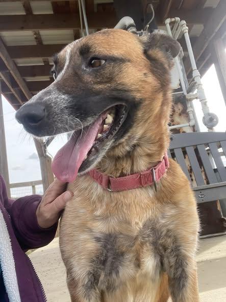 Autumn, a Adoptable mixed breed in Augusta, WV image 1/3