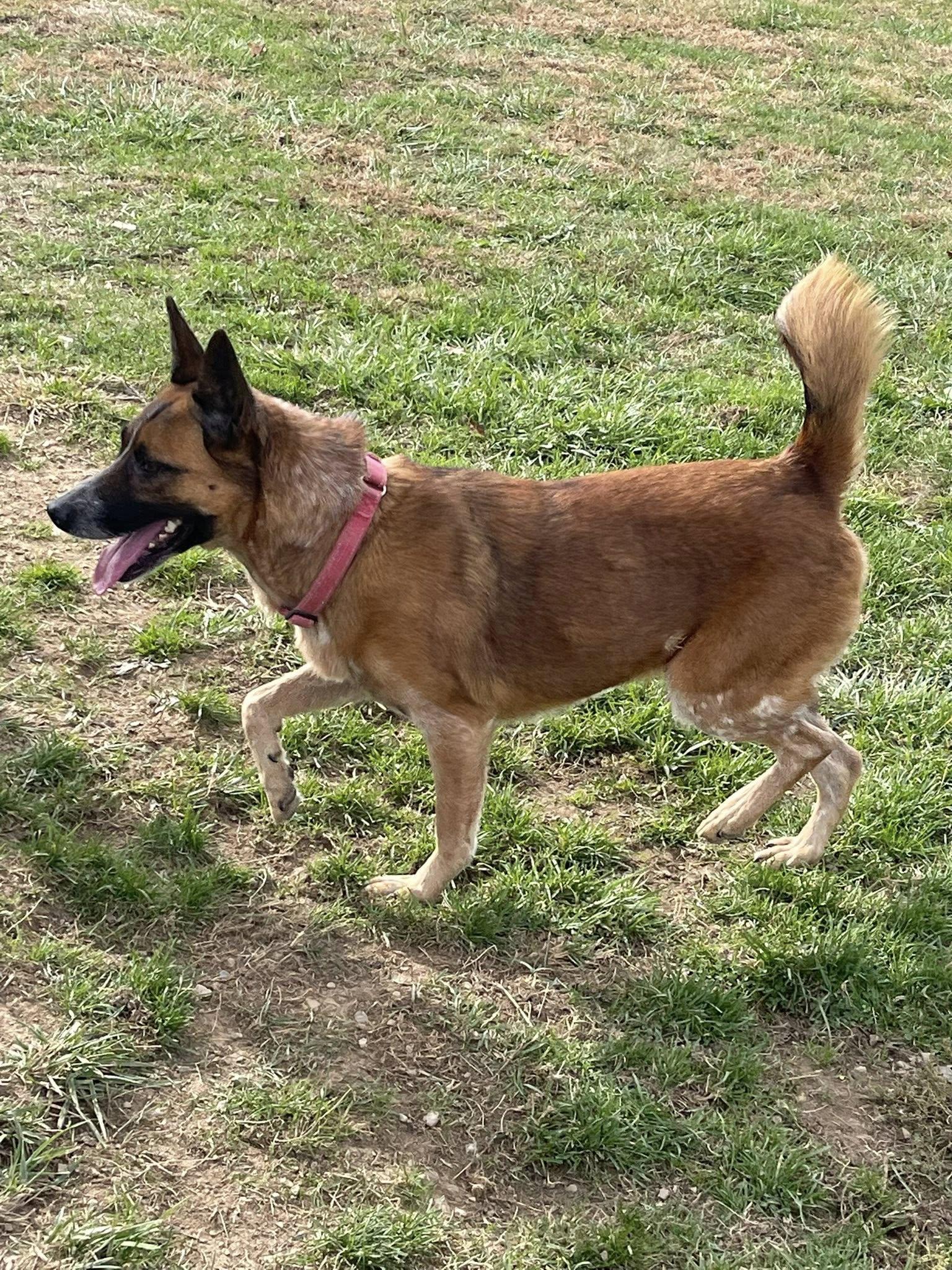 Autumn, a Adoptable mixed breed in Augusta, WV image 2/3